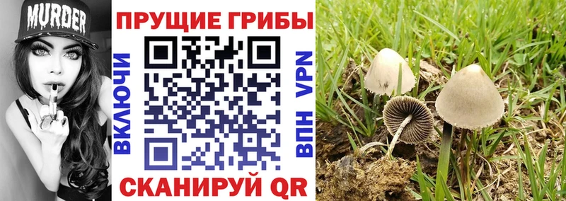 Псилоцибиновые грибы Cubensis  маркетплейс состав  Ялуторовск 